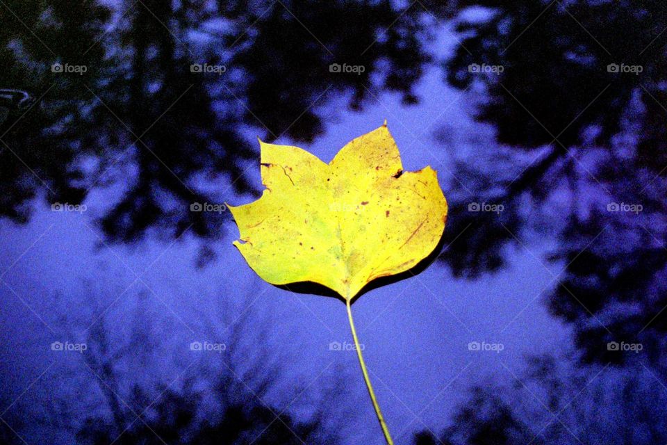 yellow leaf