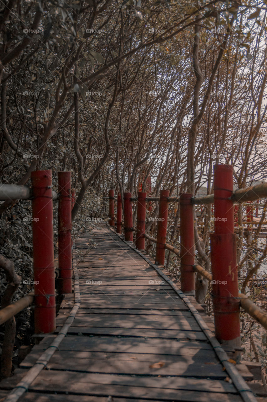 Traditional bridge across mangrove forest