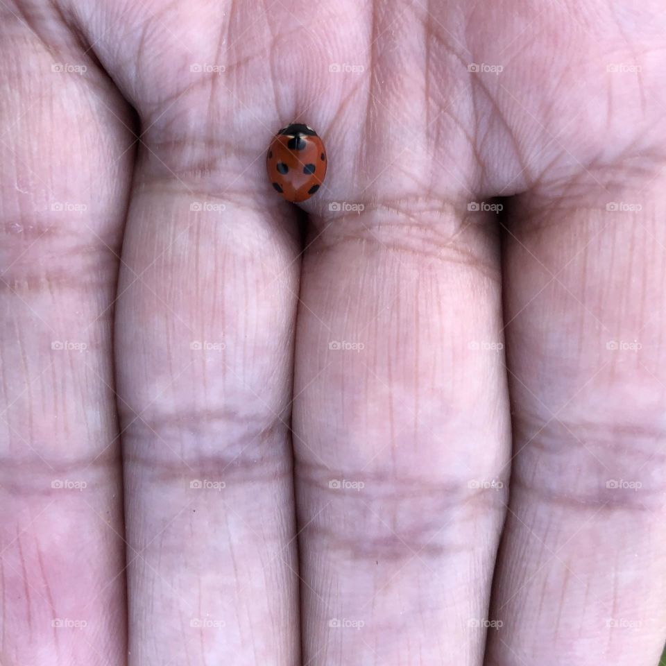 Beautiful ladybug in my hand.