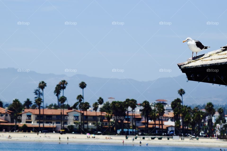 Santa Barbara seagull
