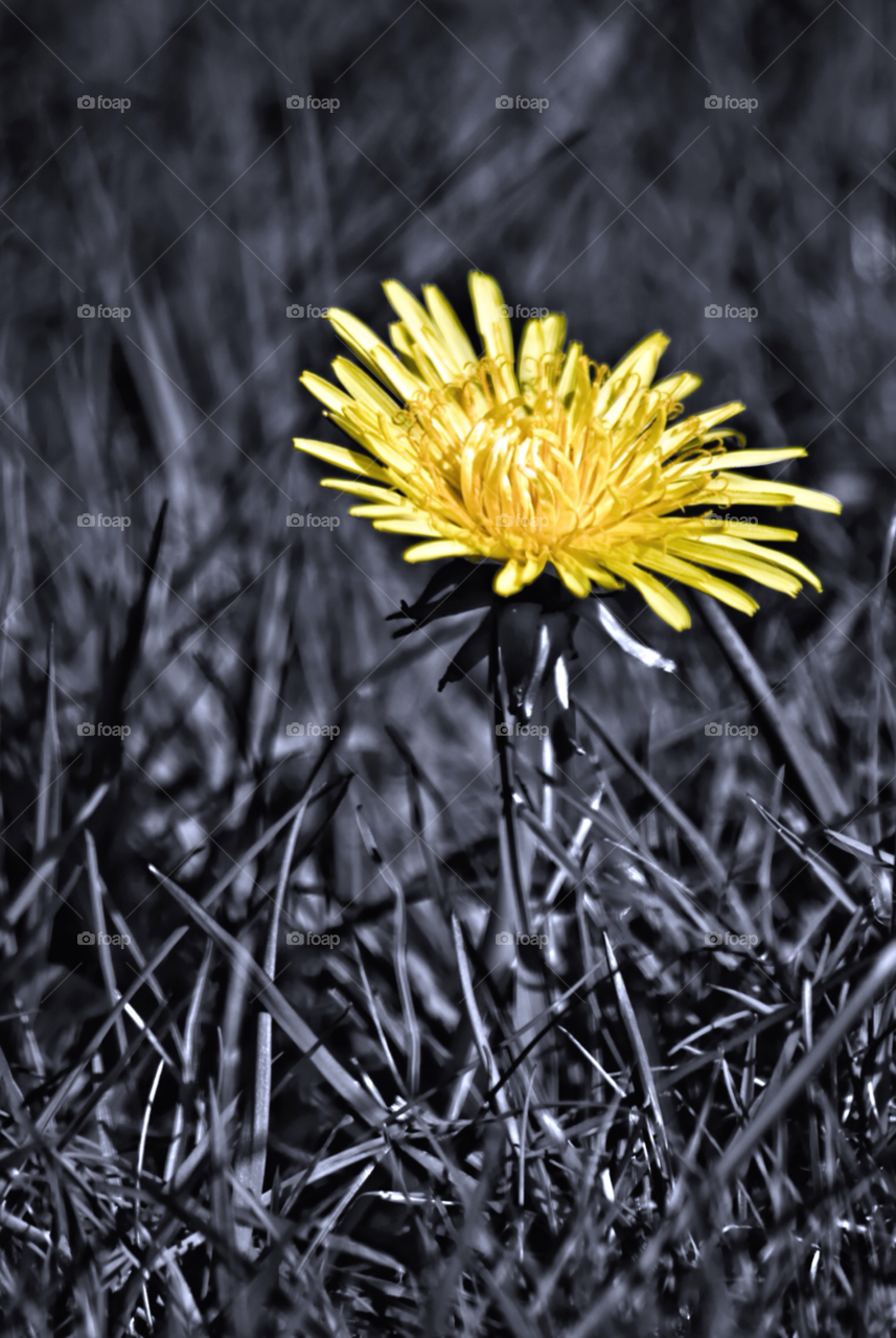 plants dandelion flower grass by Dario_Orlando_13