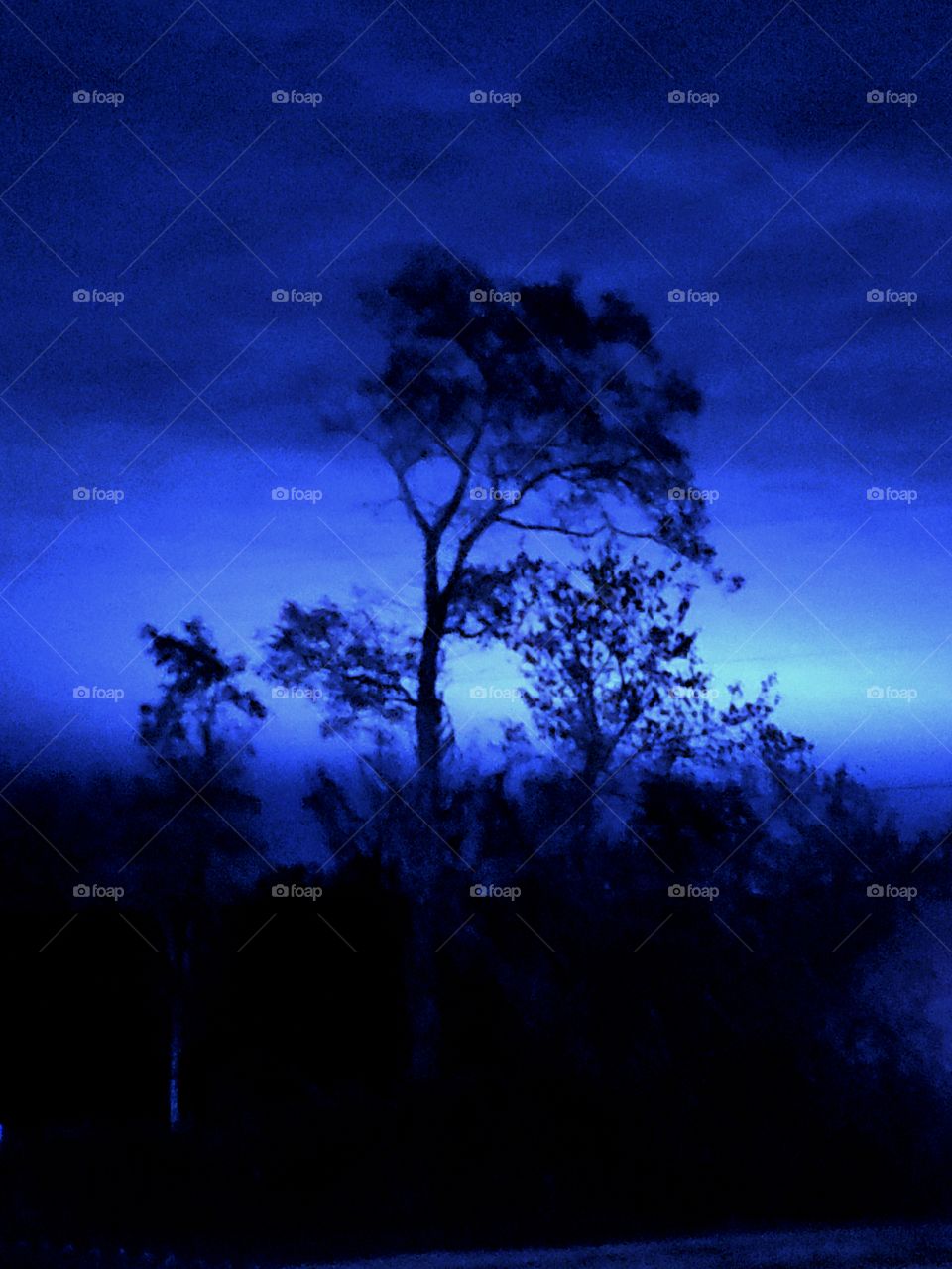 back-lit trees in the southwestern Virginia countryside