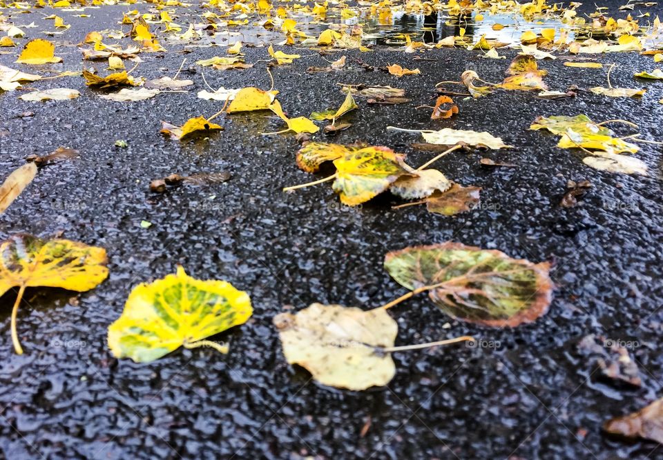 Fallen autumn leaves under the rain