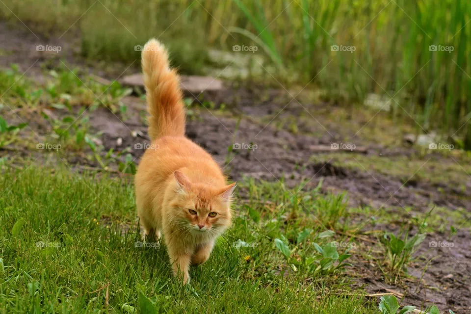 cat