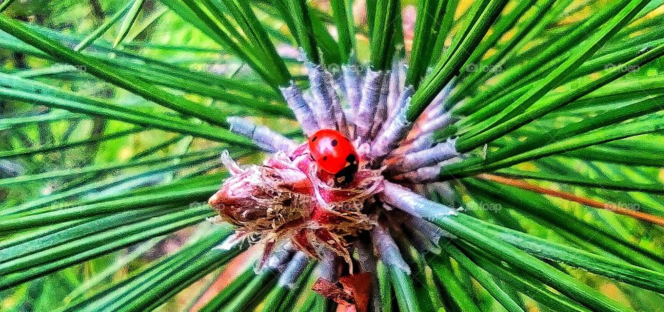 ladybug on the tree.