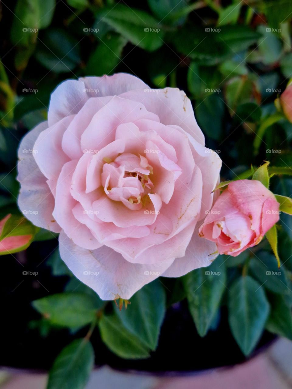 baby pink rose