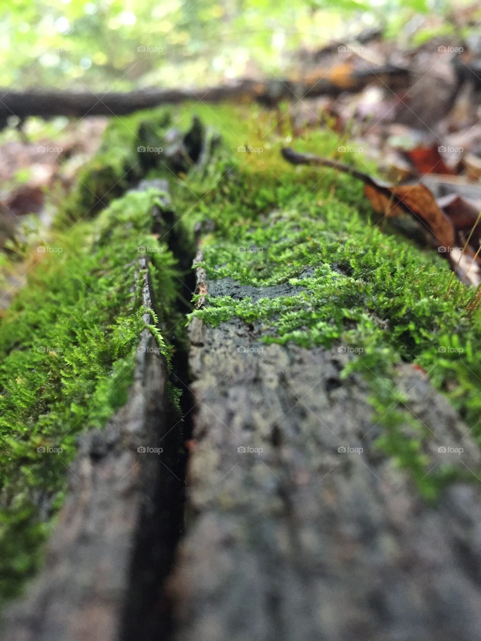 Nature, Wood, Moss, No Person, Leaf