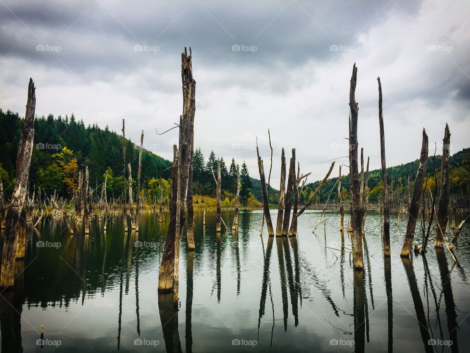 Lake and tree logs