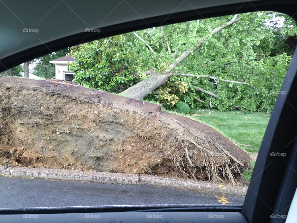 Tree down on house after storm! Pulled up sidewalk!