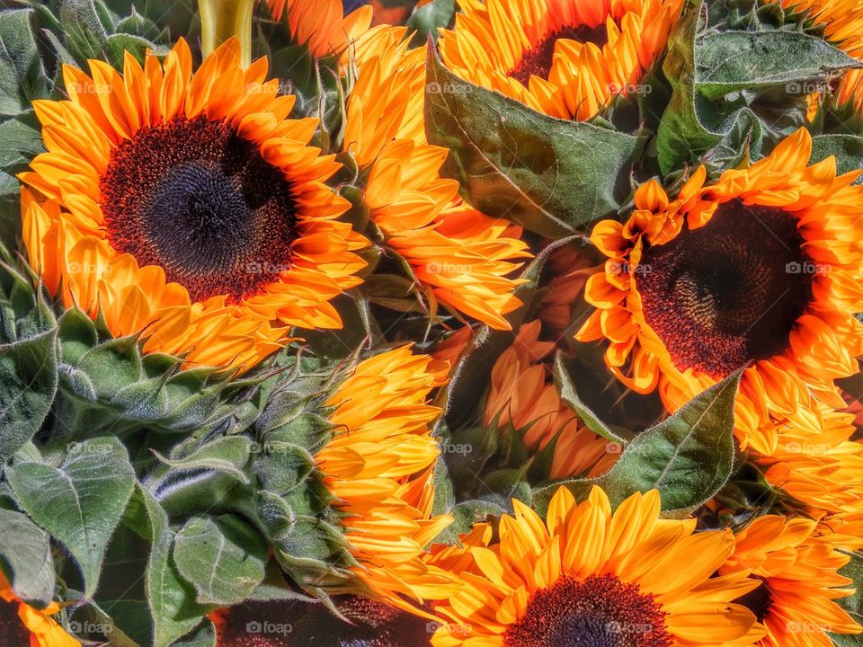 Brilliant Orange Sunflowers