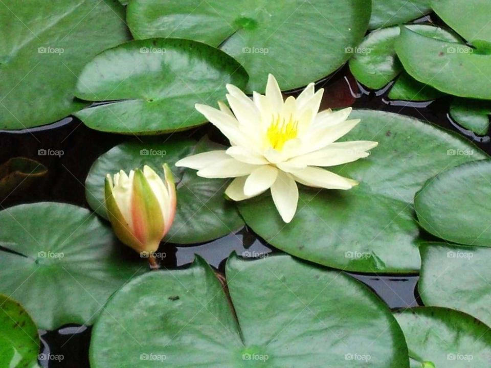 Lotus