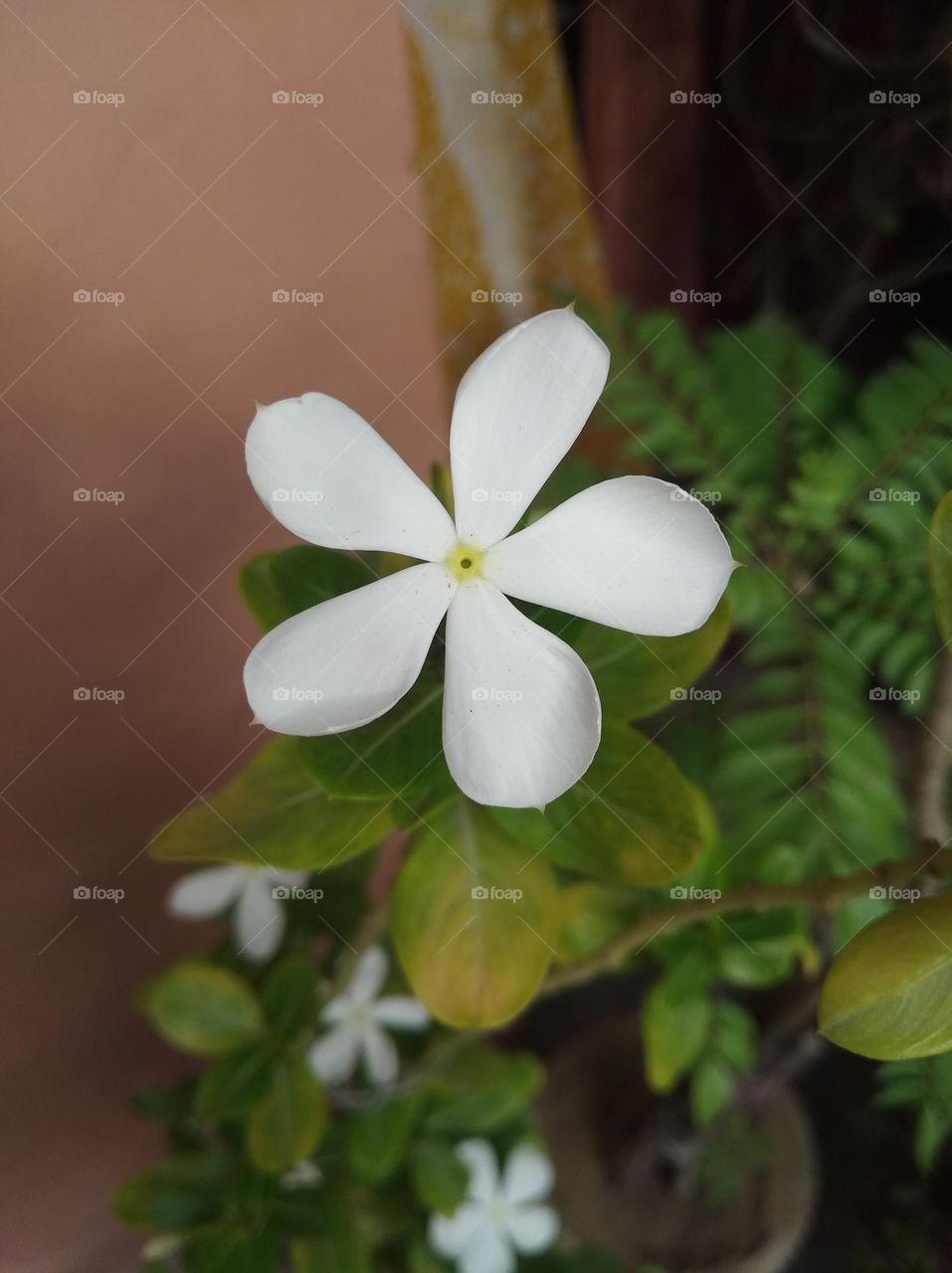 periwinkle white flower looks very beautiful generally found everywhere fresh seasonal
