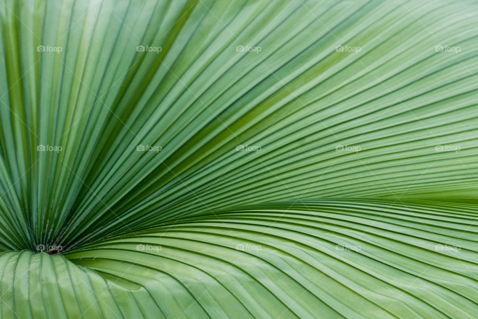 Large Green Palm Leaf