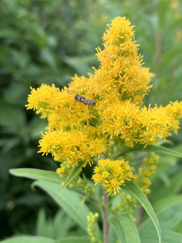 Flower with company