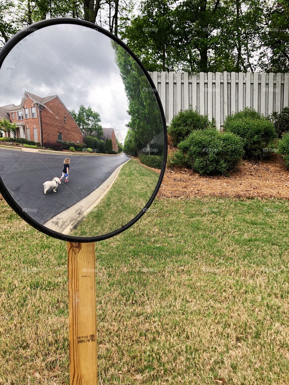 Toddler girl walking a white little dog on a spring afternoon in Georgia, as seen by a reflection in safety mirror on the side of the road.