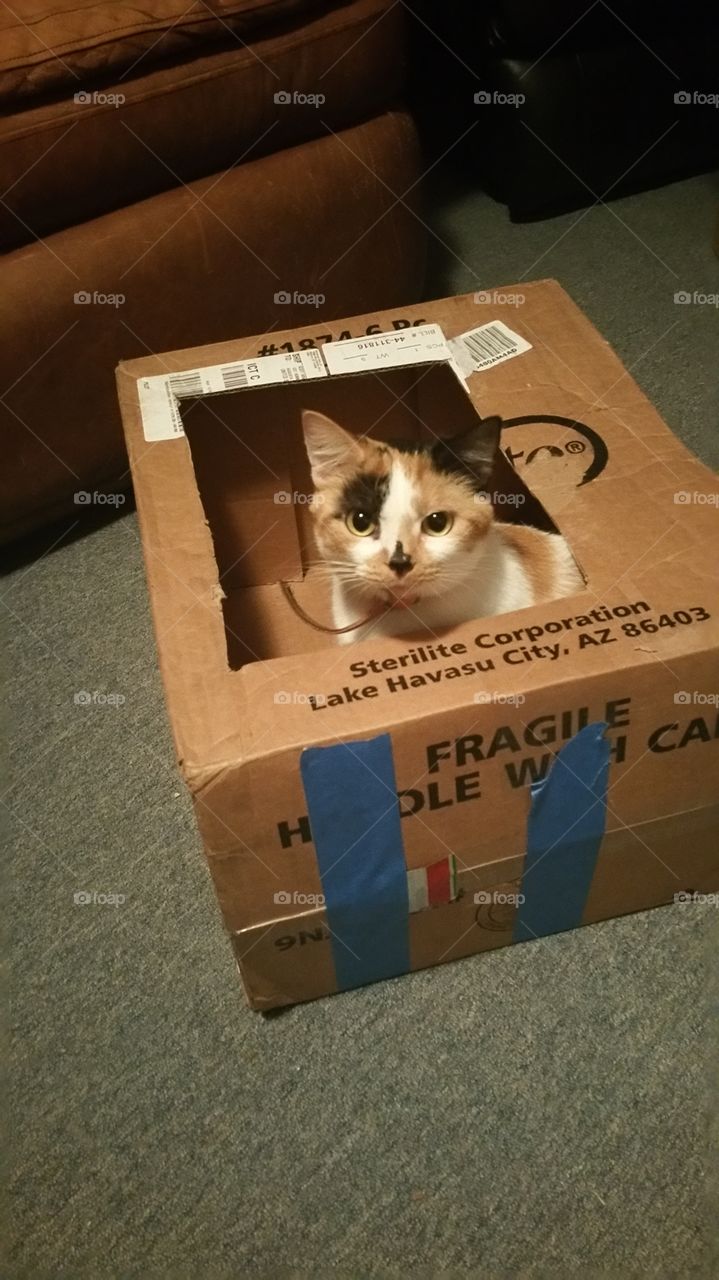 Cat in box