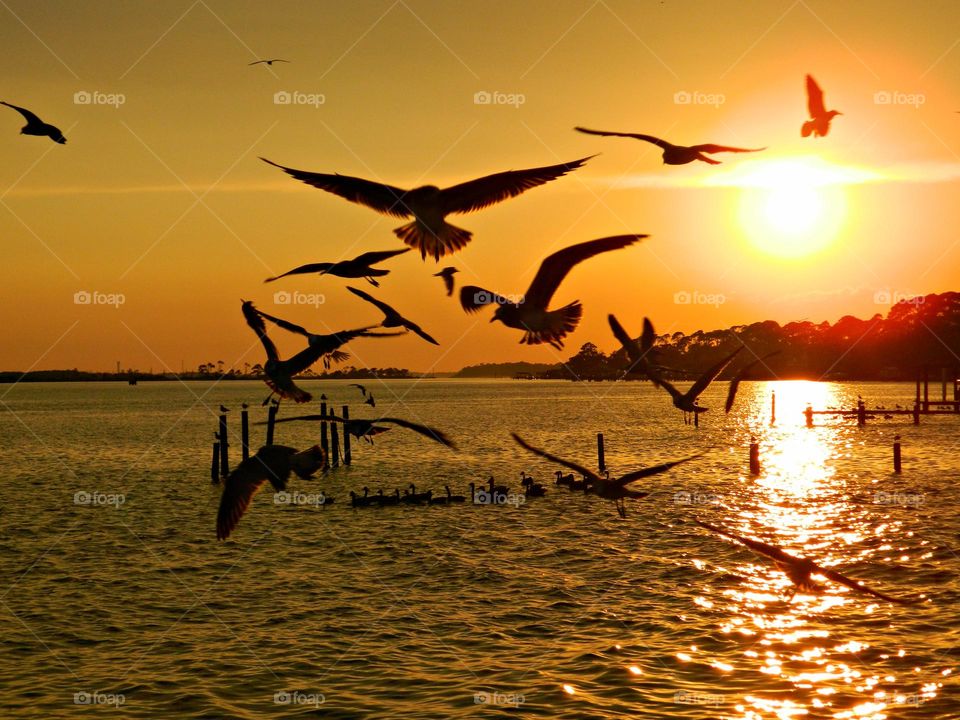 Birds & Bees - Nature in Motion - Birds in action during a magnificent sunset - Birds steer mainly with their tails, and some use their wings for precise maneuvers