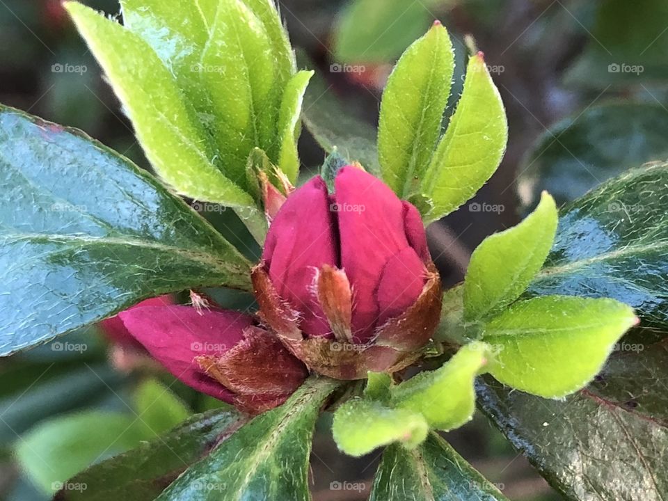 Budding Azalea Shrub