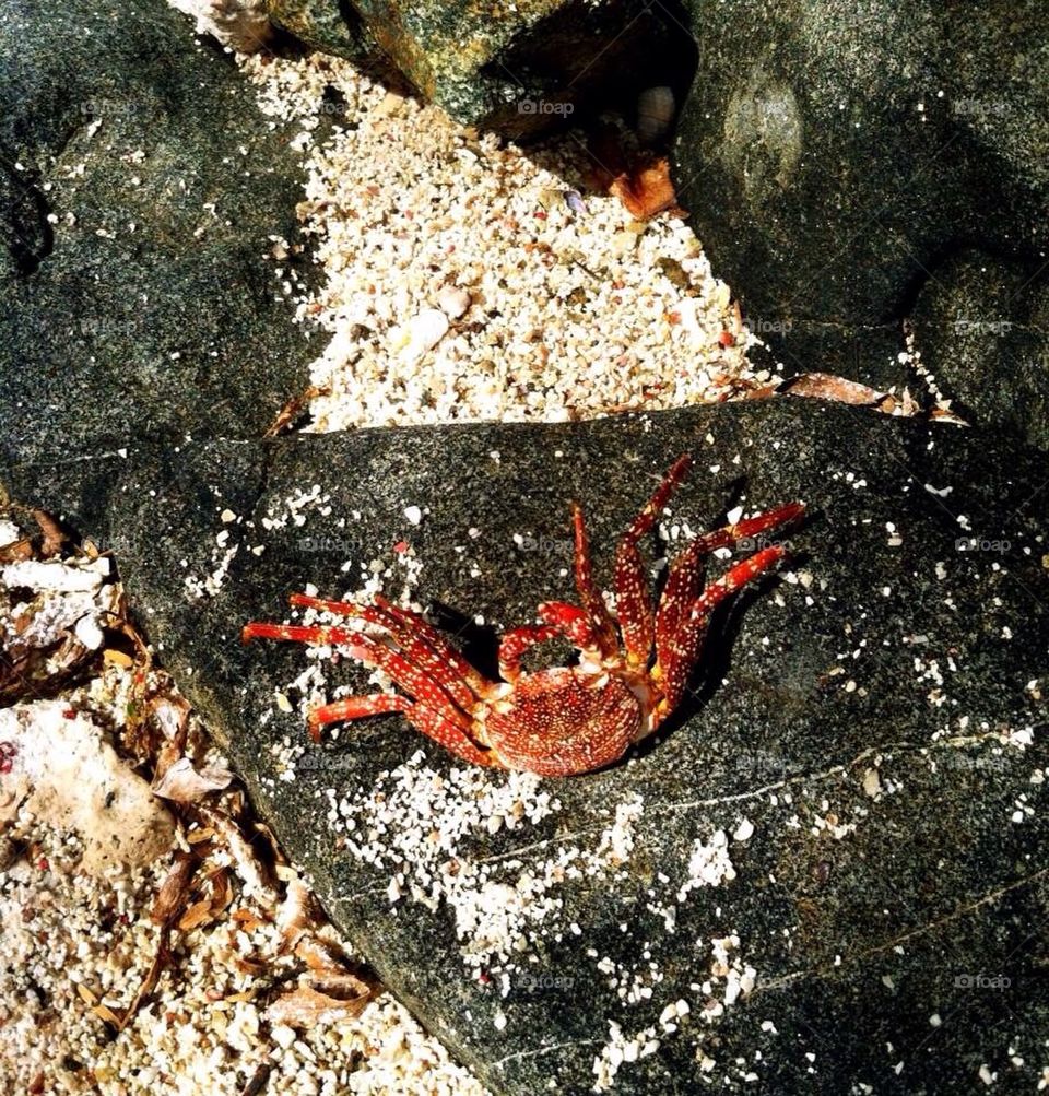 Crab