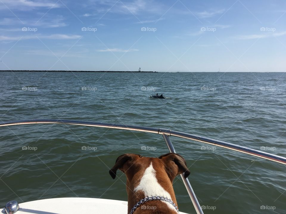 A dog watching dolphins.