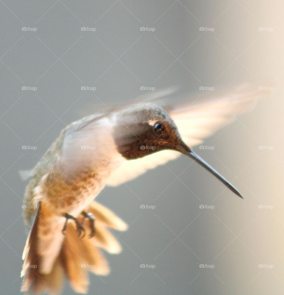 flying hummingbird