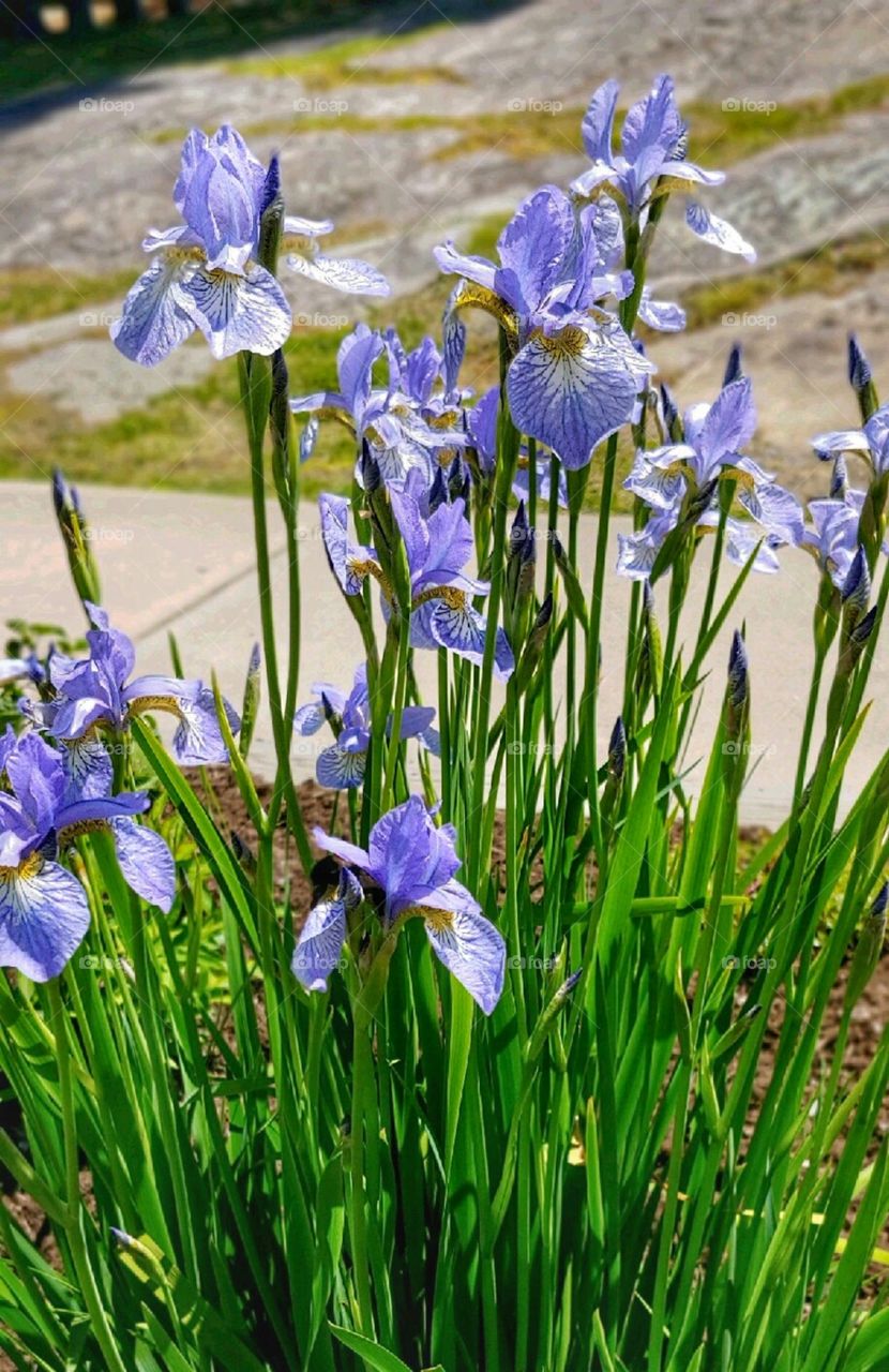 Purple Flowers by the sidewalk!