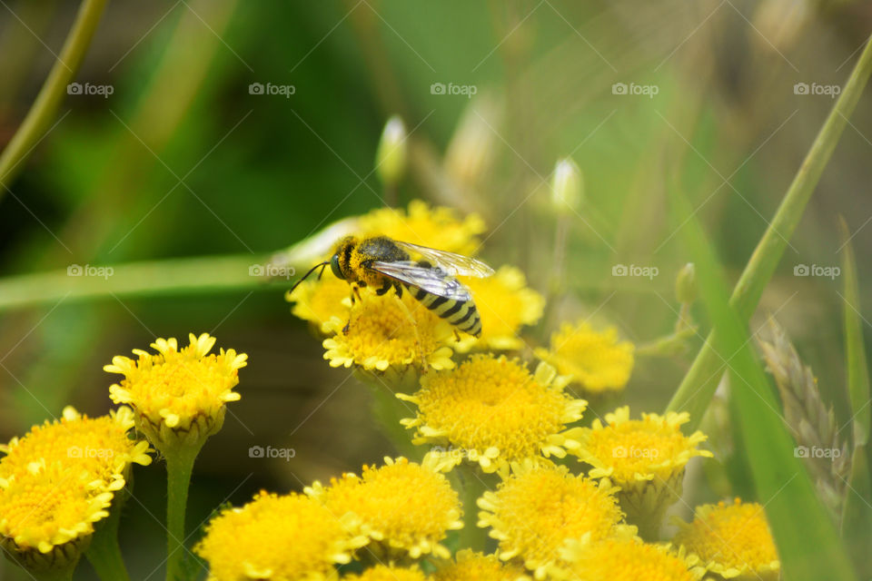 Nature, Insect, Summer, Bee, Flower