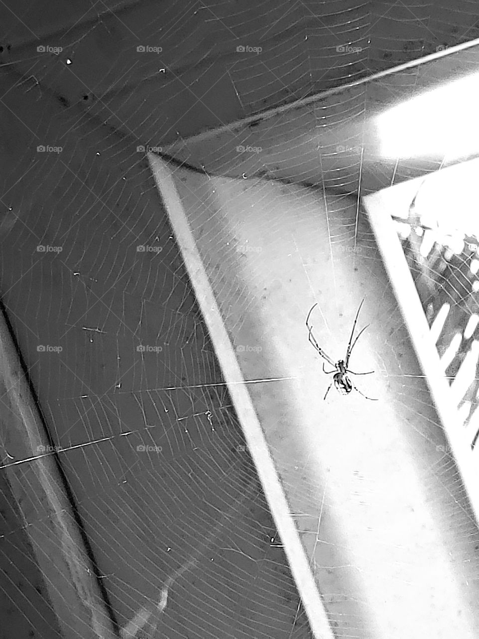 Black and White Photography Spooky spider dangling from its web. Its bitsy Spider went up the water spout 🕸🕸
