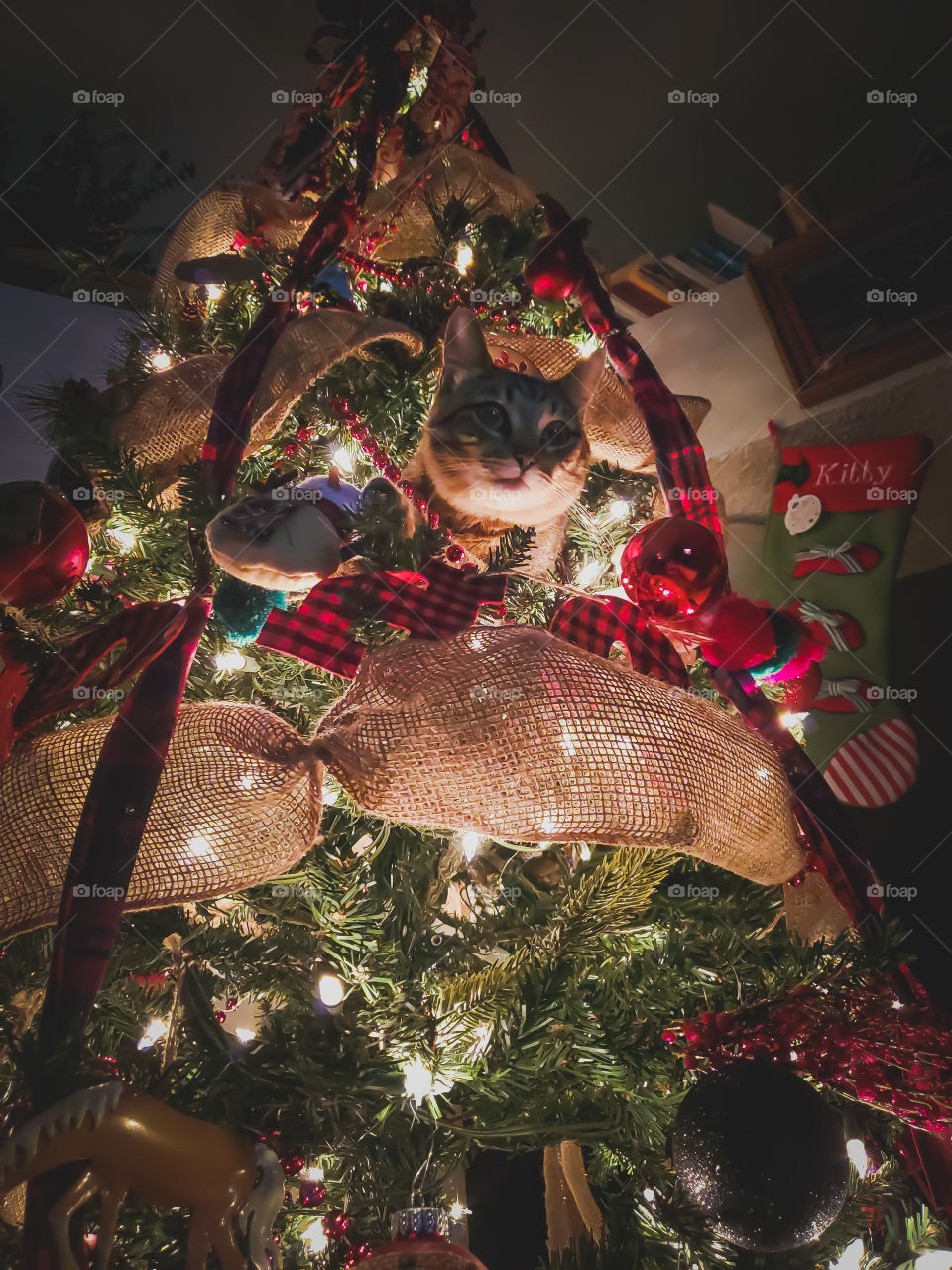 A tabby cat has infiltrated the Christmas tree. A living Christmas tree ornament.