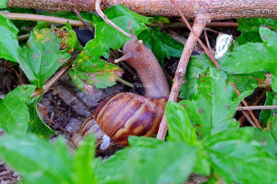 Snail Attempt