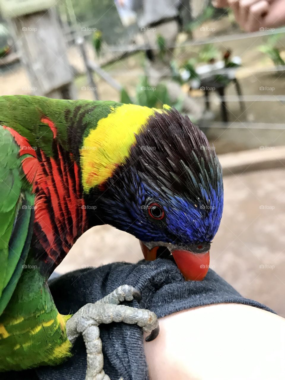 Rainbow lorikeet chewing on a sleeve 