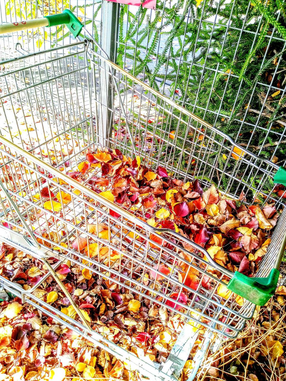 autumn leaves in abandoned shopping trolley