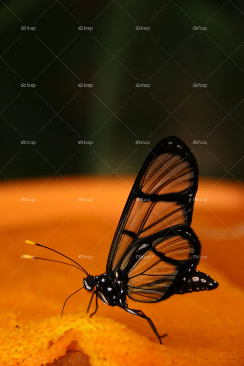 Butterfly on orange slice