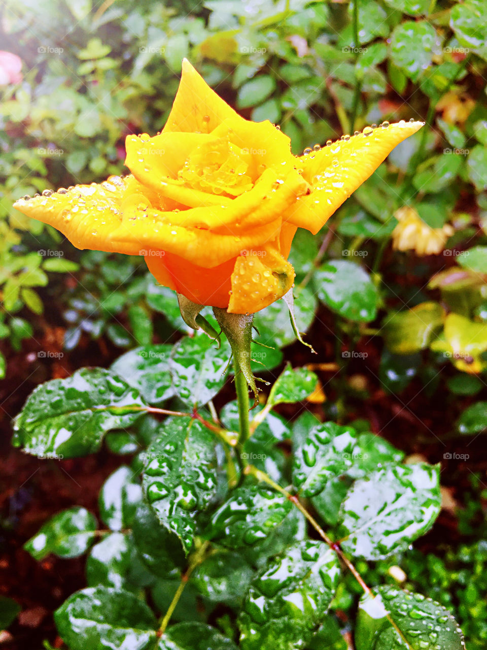 Rose in the rain 4