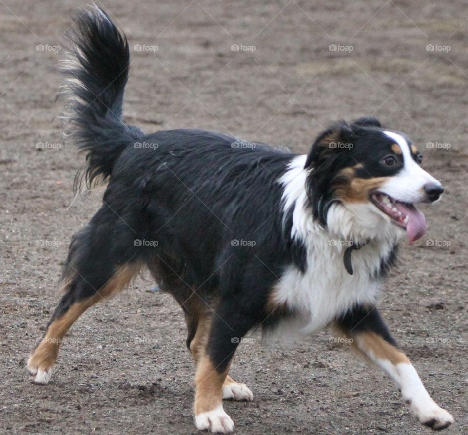 Fun at the dog park on a drizzly winter day. Pretty muddy, some grass, but the pups are always more interested in the mud. Mostly big dogs today which was a little intimidating as my Boston Terriers were a little snarky but they all had fun!!!🐶