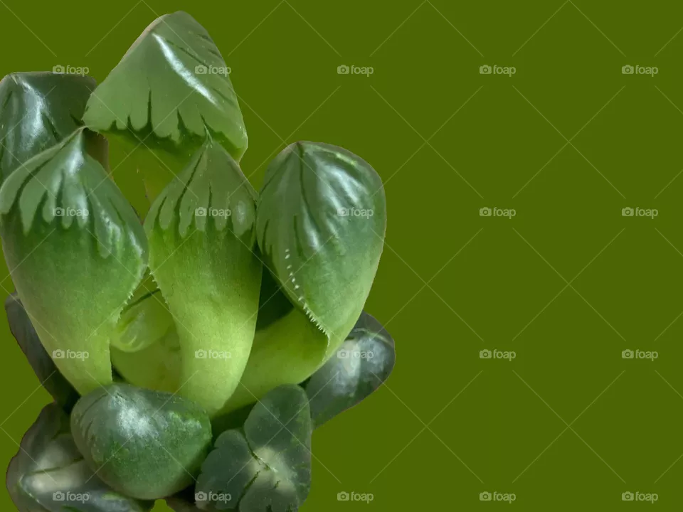 Backgrounds, copy space, succulent, a Haworthia against green background 