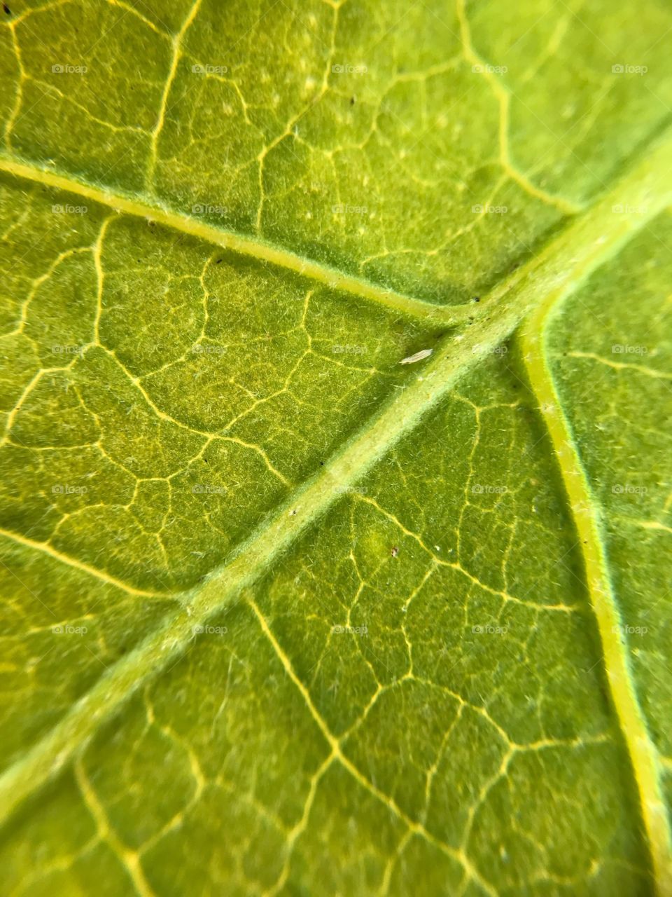 Green Leaf Veins 