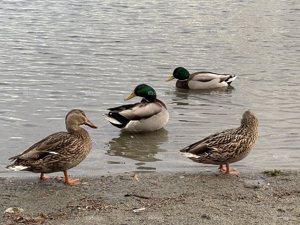 Ducks on the bank of the river