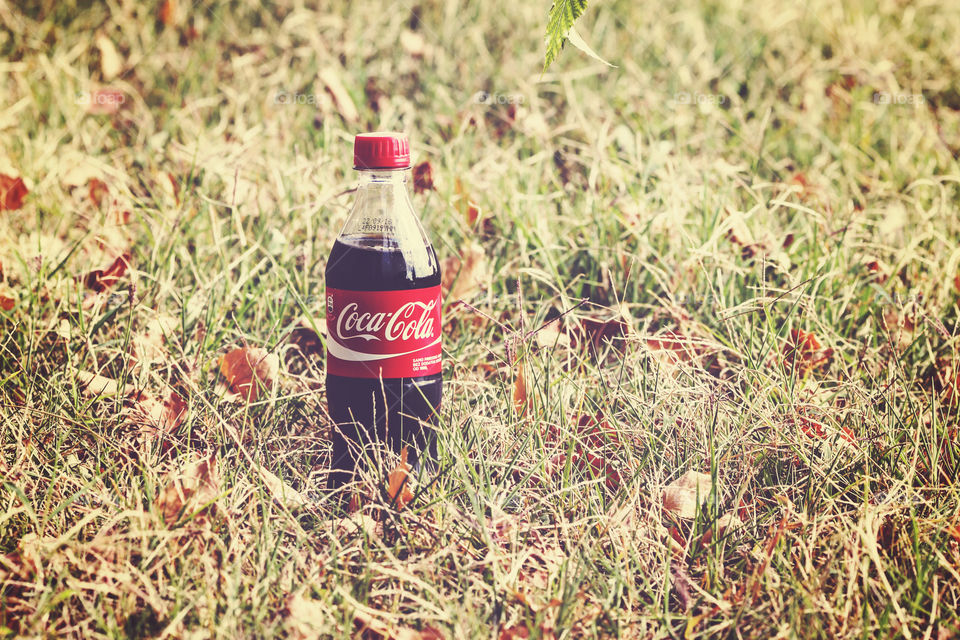 Coca Cola in grass gull of fallen autumn leaves