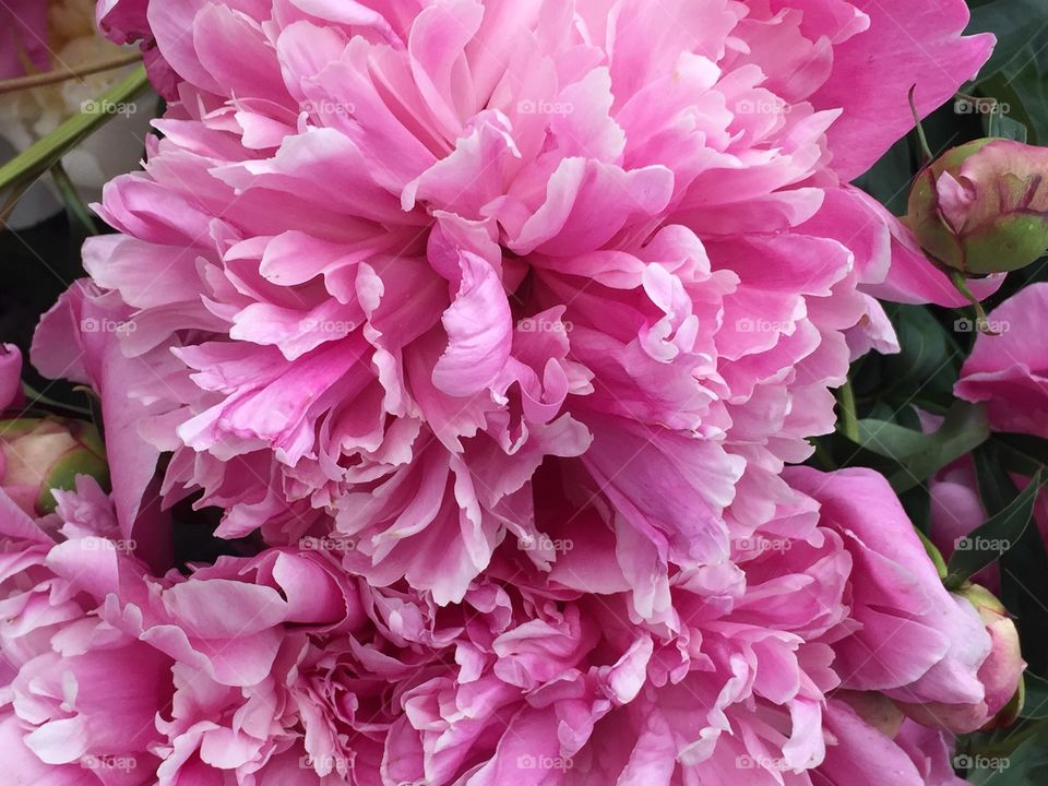 lovely lush pink peony flower