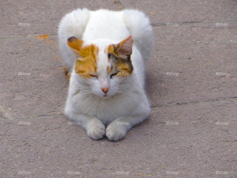 High angle view of domestic cat