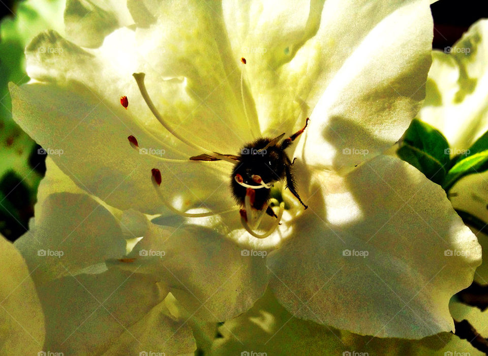 BEE ON FLOWER