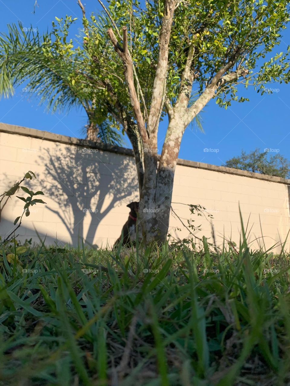 Peaking Through The Grass Finding Dog Behind The Tree 