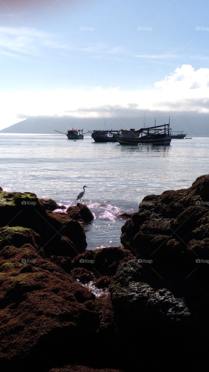 Seagull and Fiahing boats