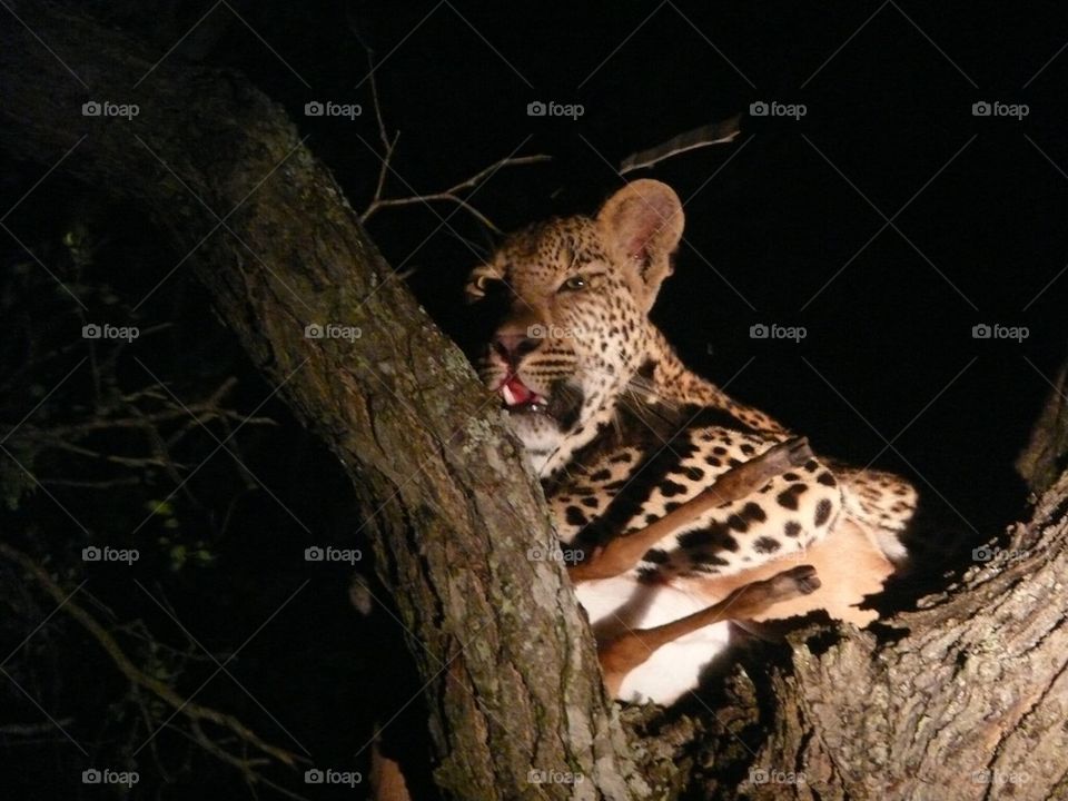 Leopard in tree with kill