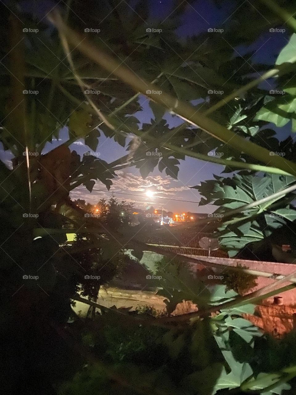 moonlight behind the foliage