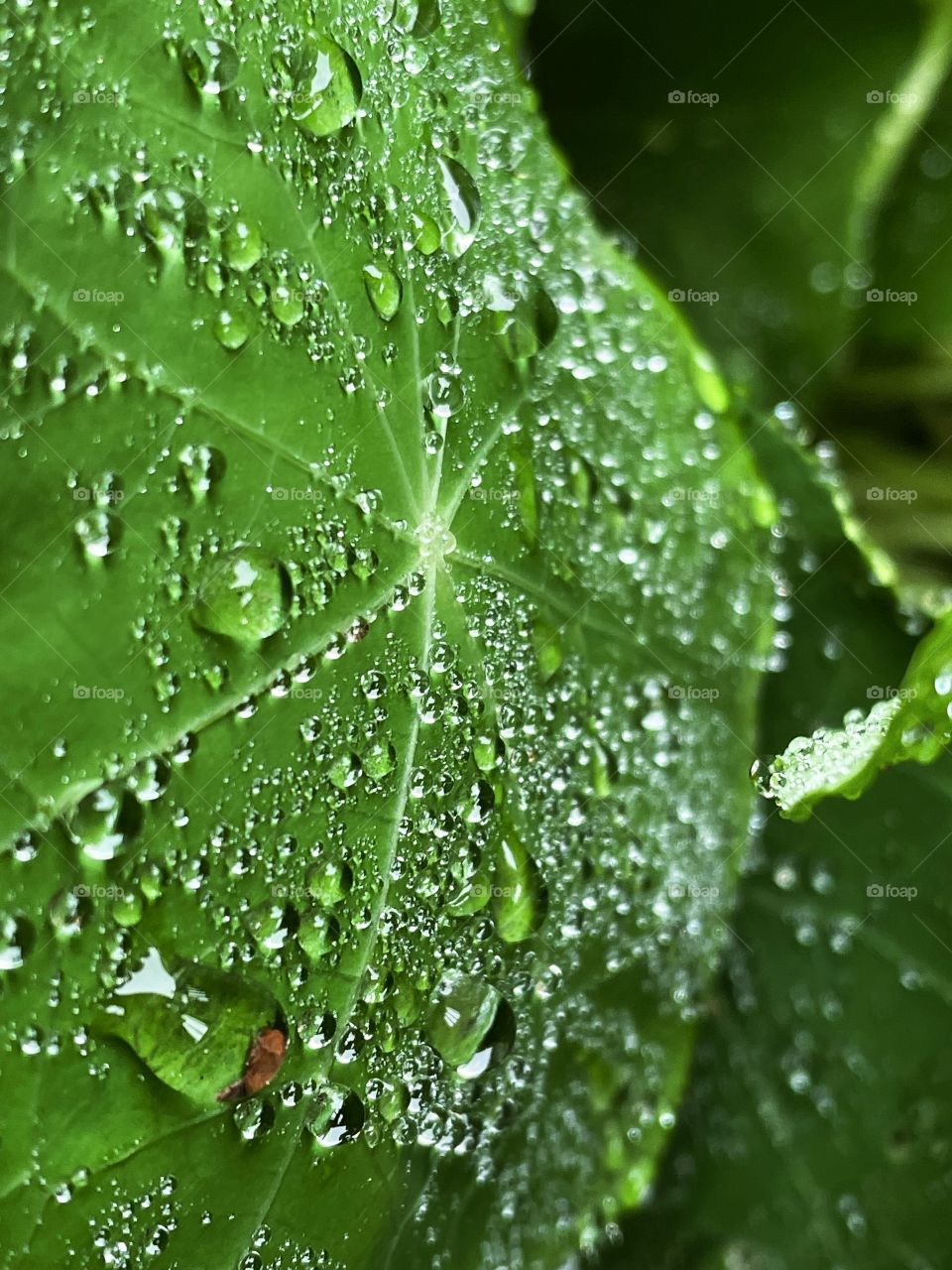 Water droplets bubbles splashes raindrops waterdrops plant green leaves leafs greenery botany phone photography rain shower rainy dew dewdrops wet outdoors nature storm 