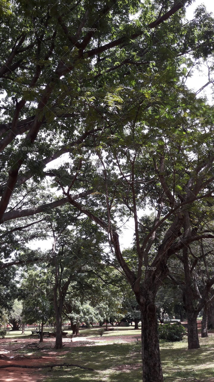Tree, Wood, Landscape, Leaf, Nature