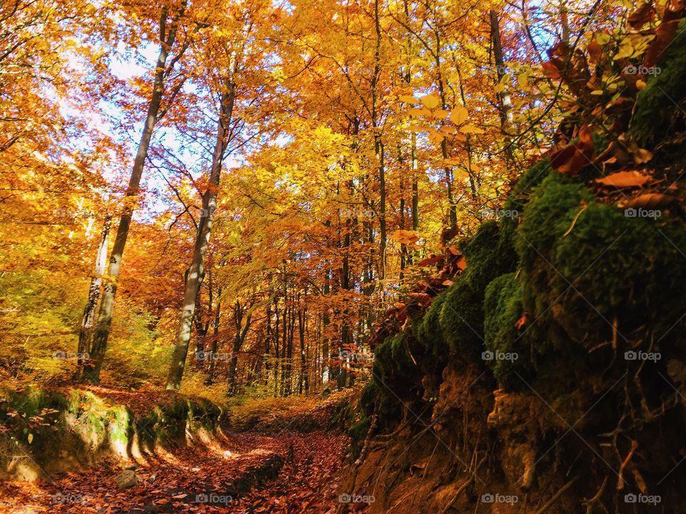 Fall, Leaf, Wood, Tree, Landscape