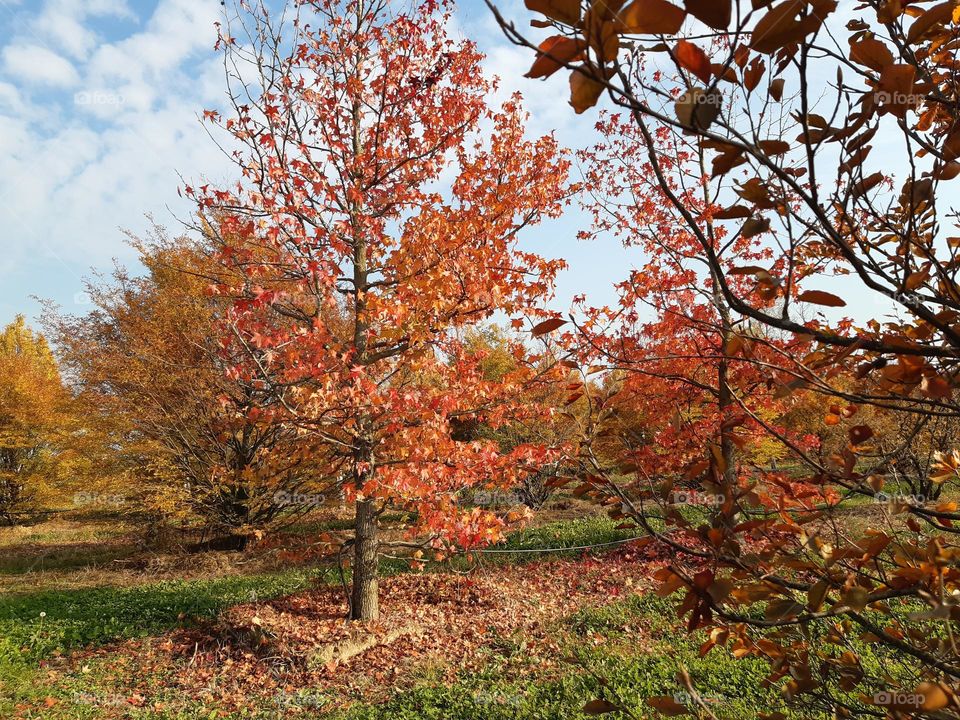 coloured trees in autumn